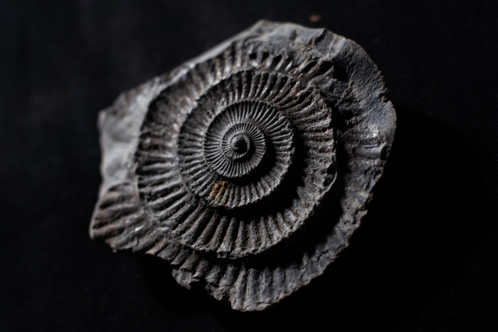 Jurassic find