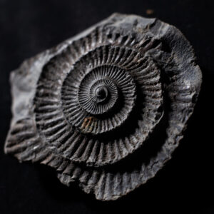 Jurassic find